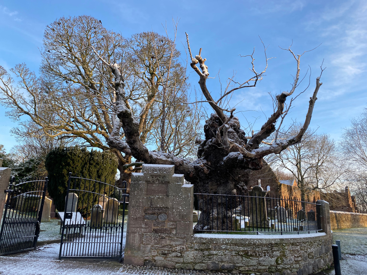 Anciet Wych Elm, Beauly Priory