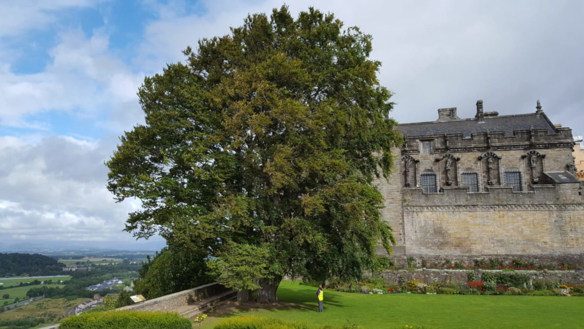 Common Beech in Queen Anne Gardens, Stirling Castle