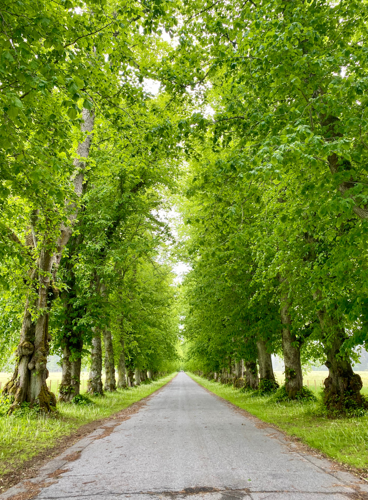 Common Lime Avenue, Blair Castle