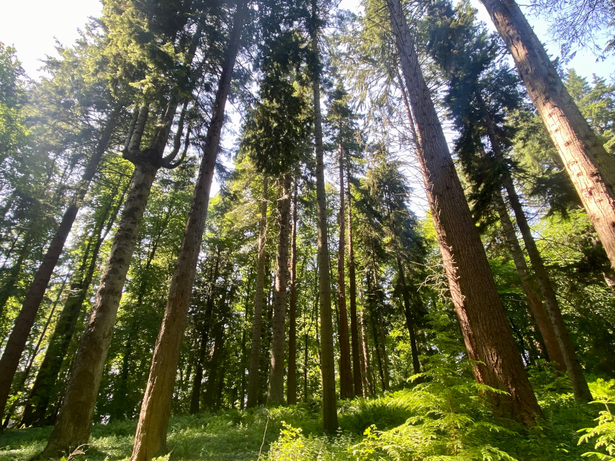 Dianas Grove, Blair Castle