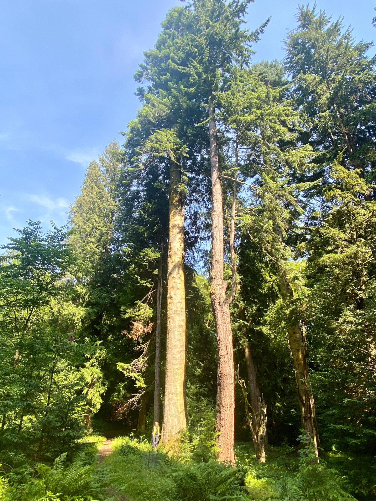 Douglas Fir, Dianas Grove, Blair Castle