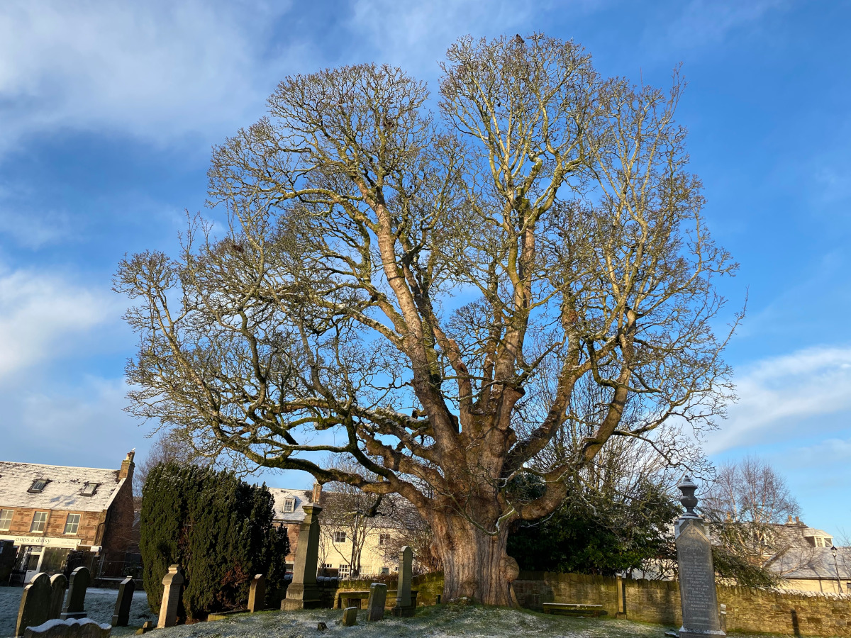 Armillaria mellea on failed Birch, Oban