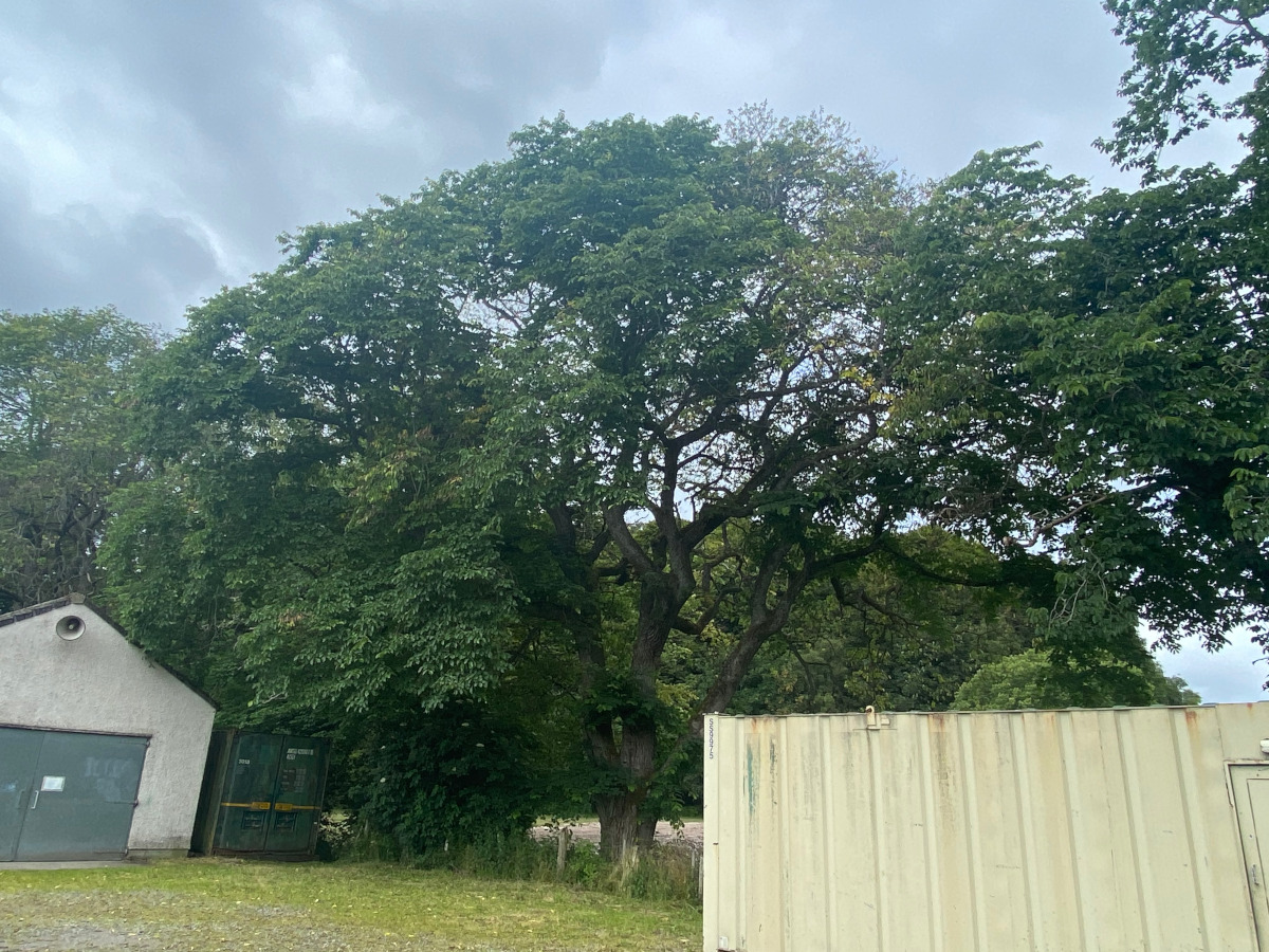 Dutch Elm Disease Survey, Inverness