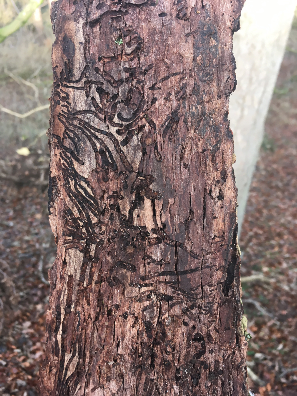 Elm Bark Beetle on Wych Elm, Huntly