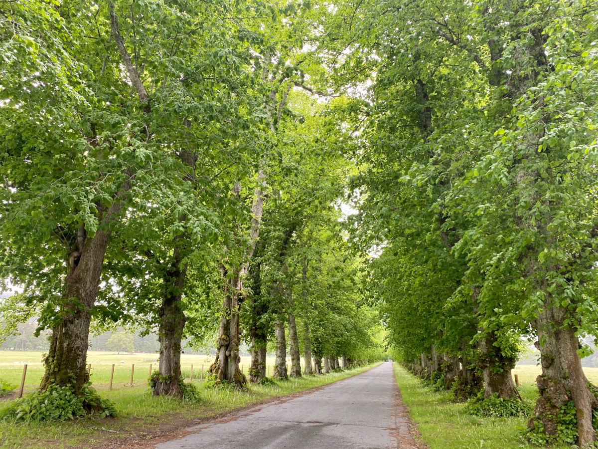 Common Lime Avenue, Blair Castle