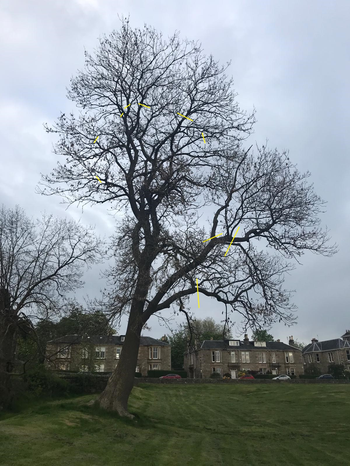 Dutch Elm Disease Survey, Inverness
