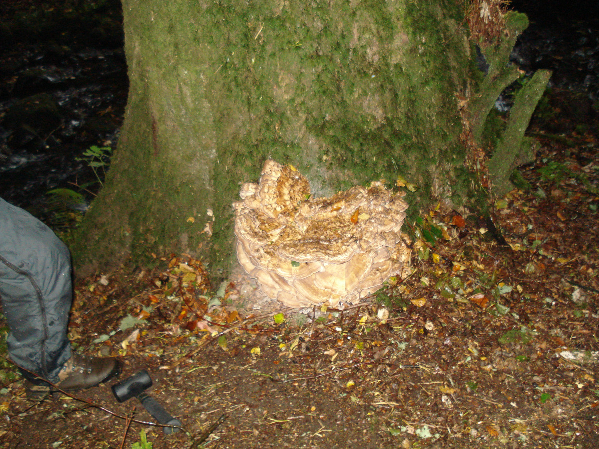 Grifola Frondosa on Oak, Arran