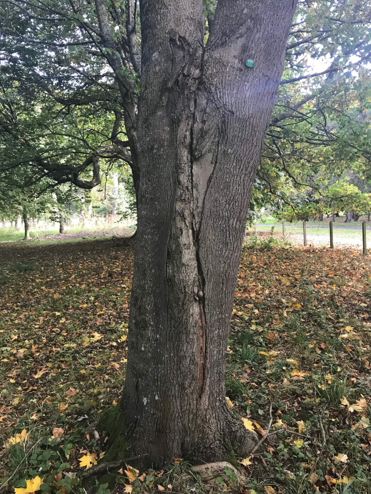Historic Codominant Split Failure, Duff House, Banff
