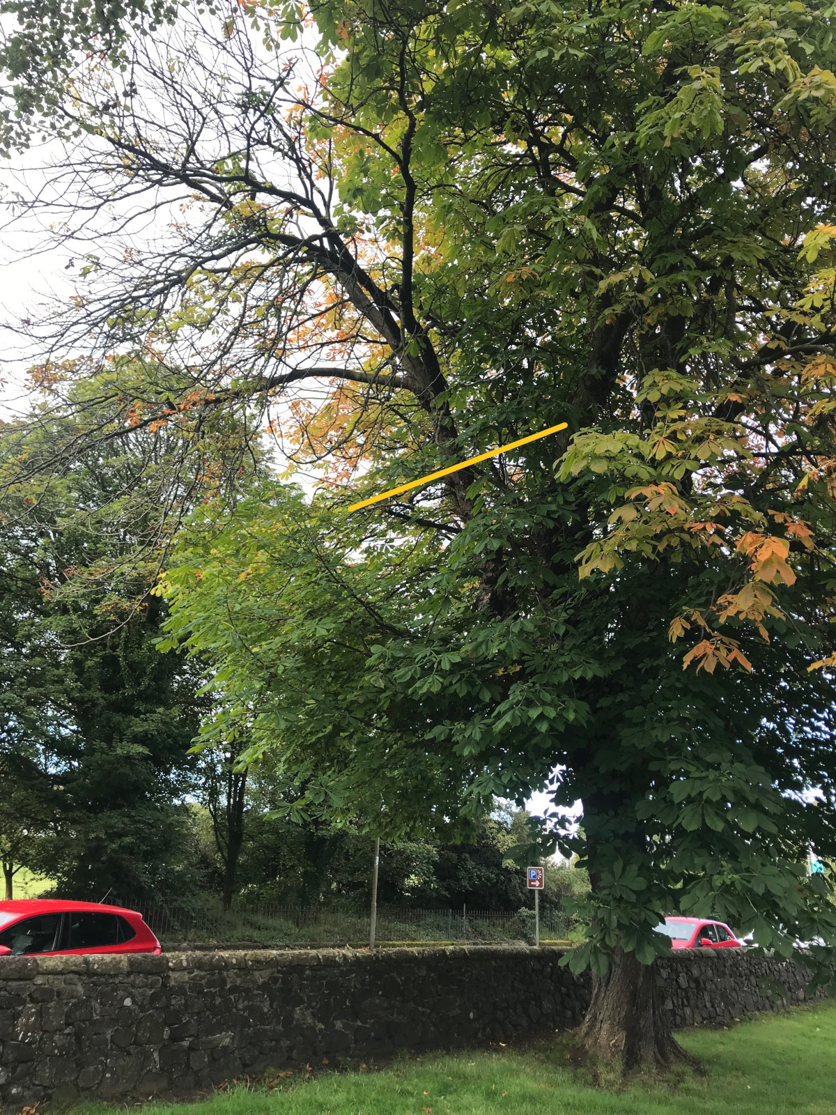 Horse Chestnut Limb removal, Kings Knot