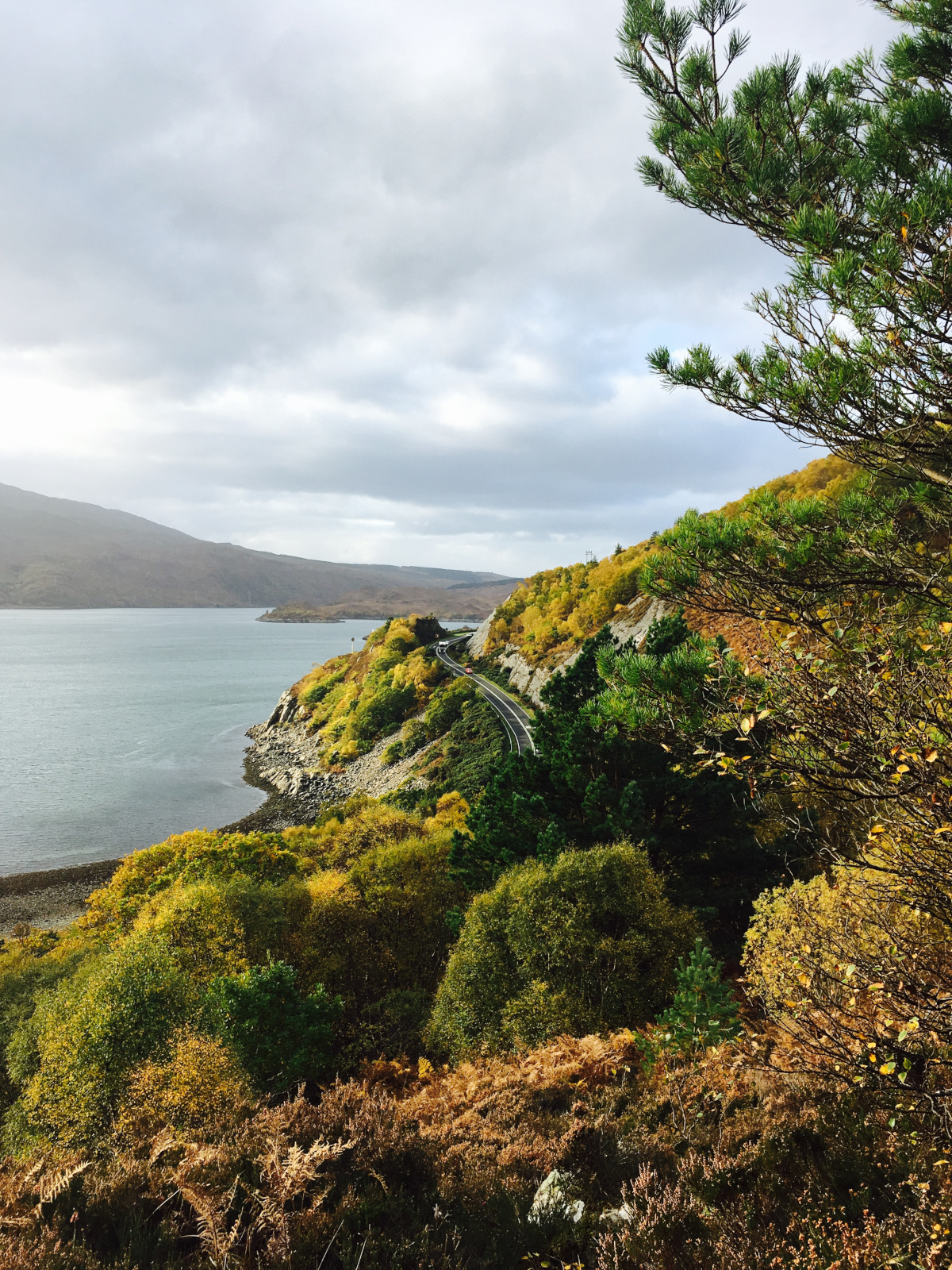 Common Lime Avenue, Blair Castle