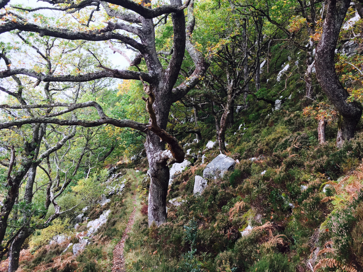 Dutch Elm Disease Survey, Inverness