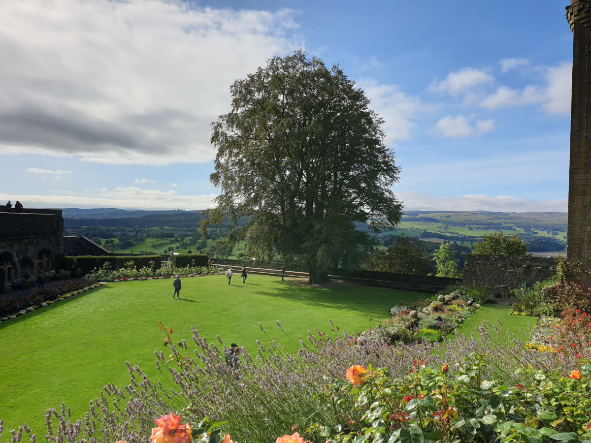 Common Beech in Queen Anne Gardens, Stirling Castle